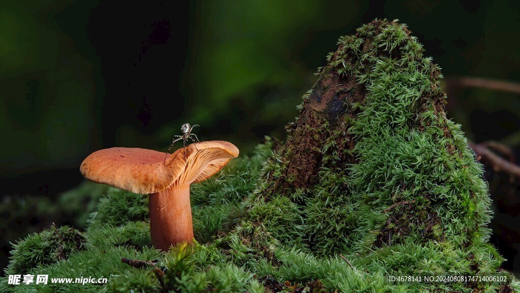 蘑菇
