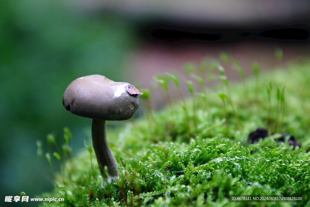 蘑菇