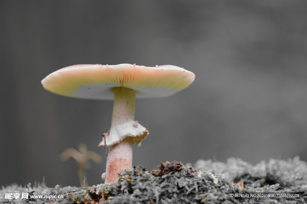 蘑菇