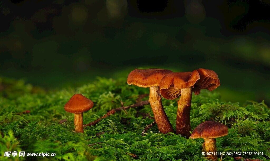 蘑菇