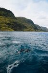 大海海豚