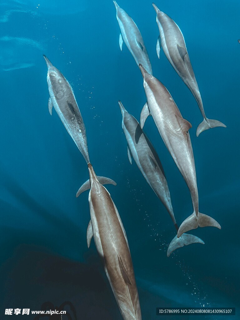 一群海豚