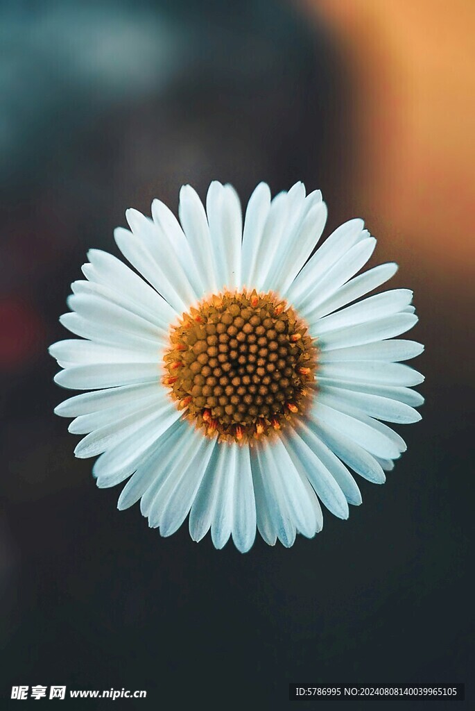 白花