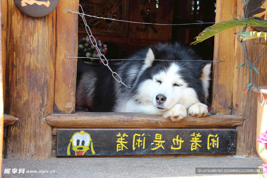 狗