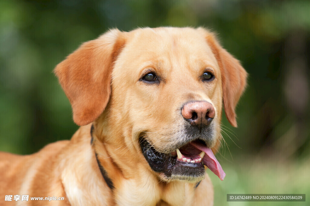 狗