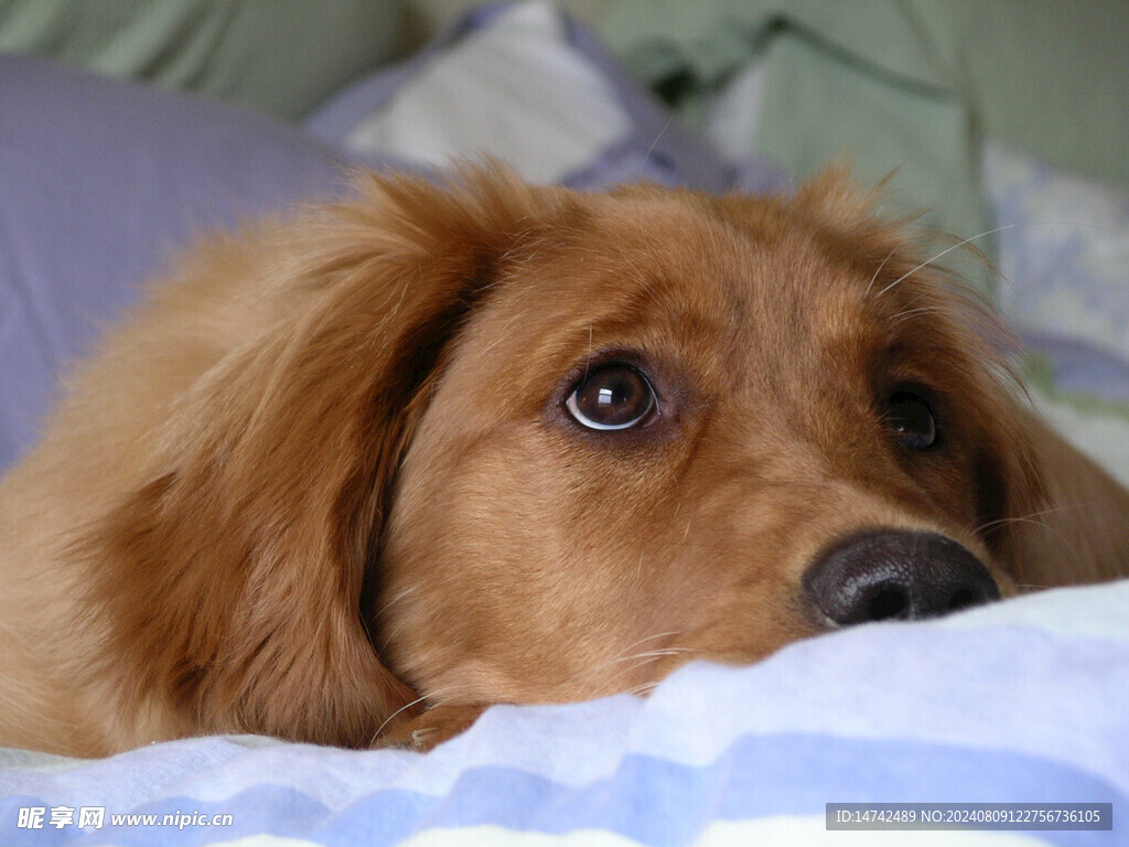 狗