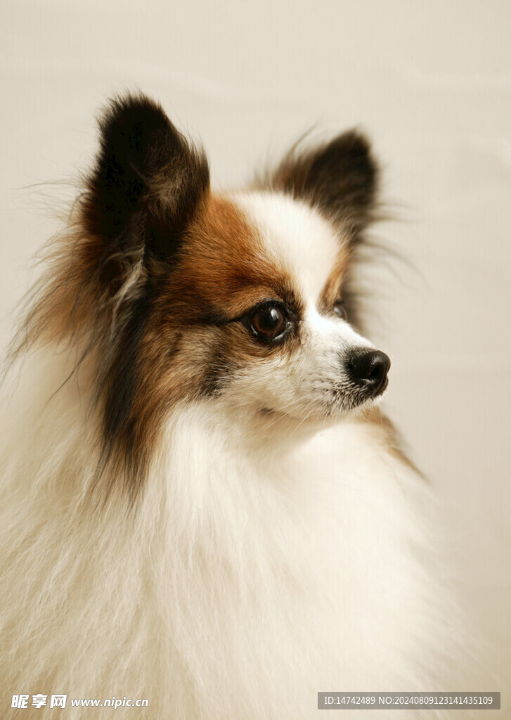 狗