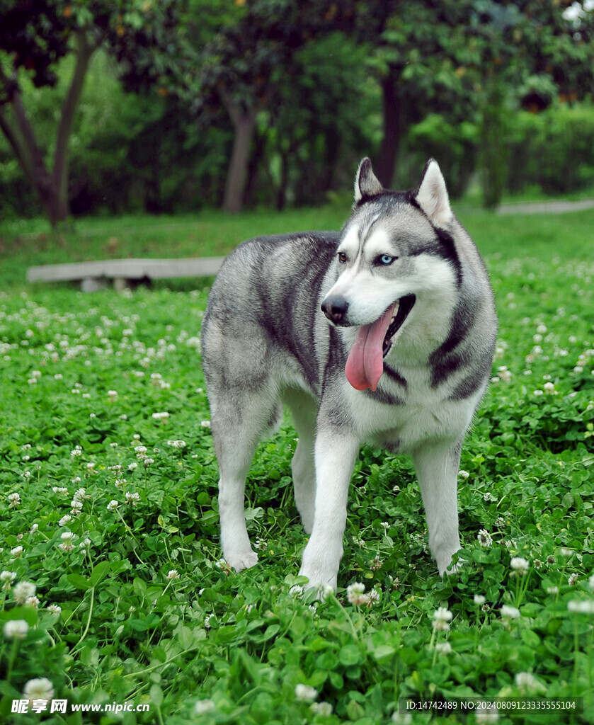 狗