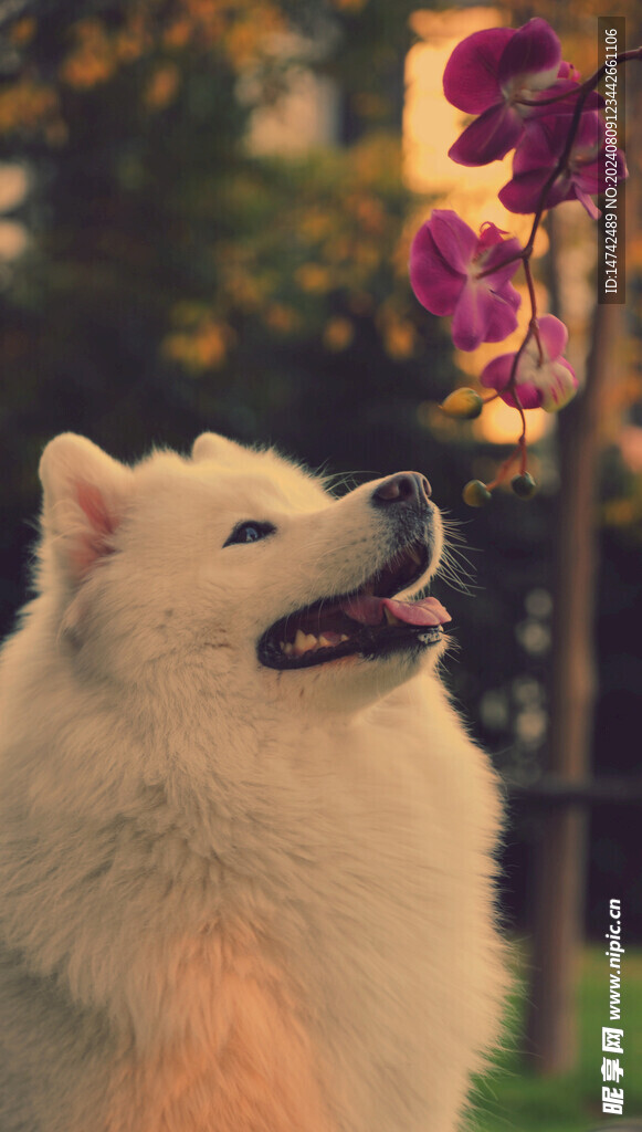 狗
