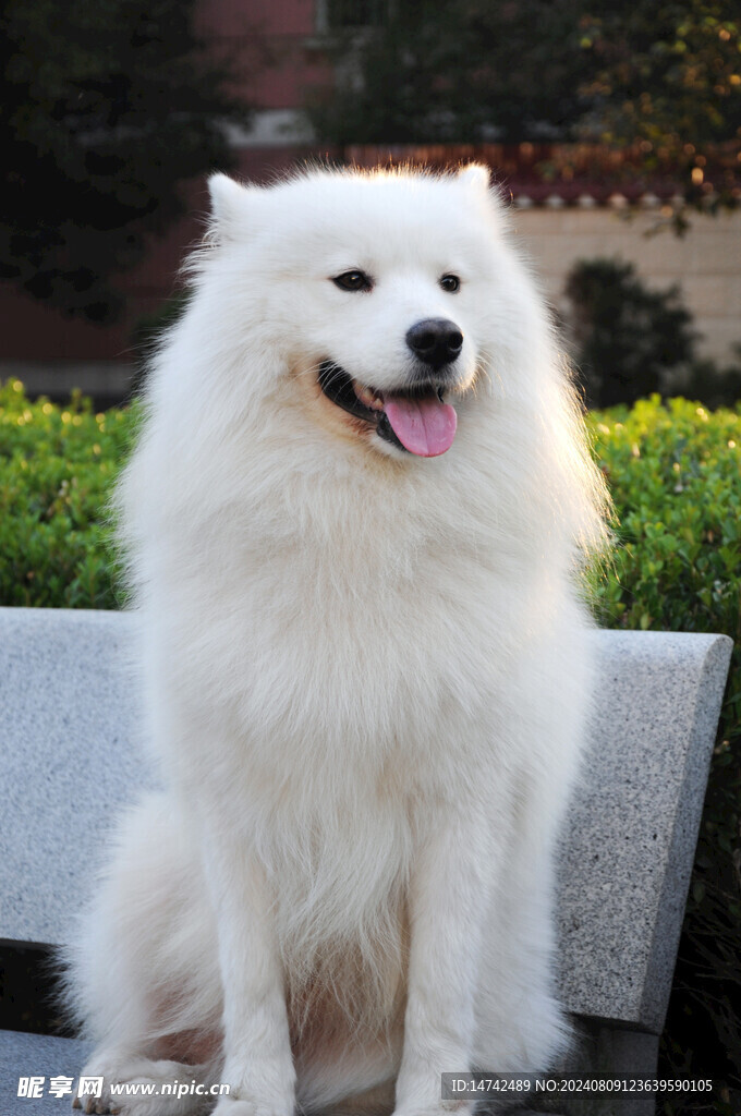 狗