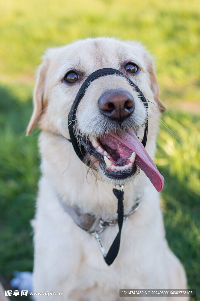 狗