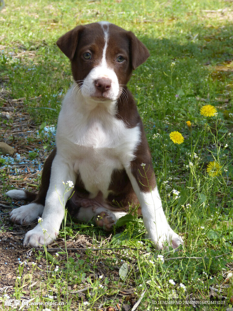 狗