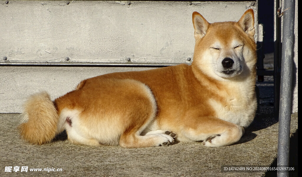 宠物狗