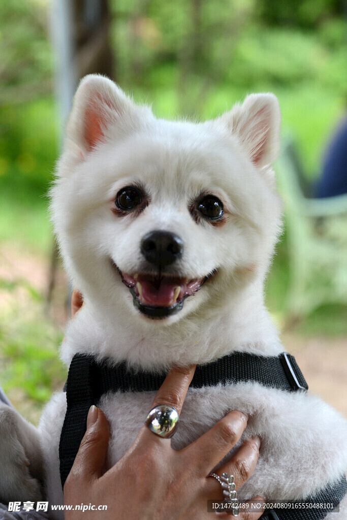 宠物狗