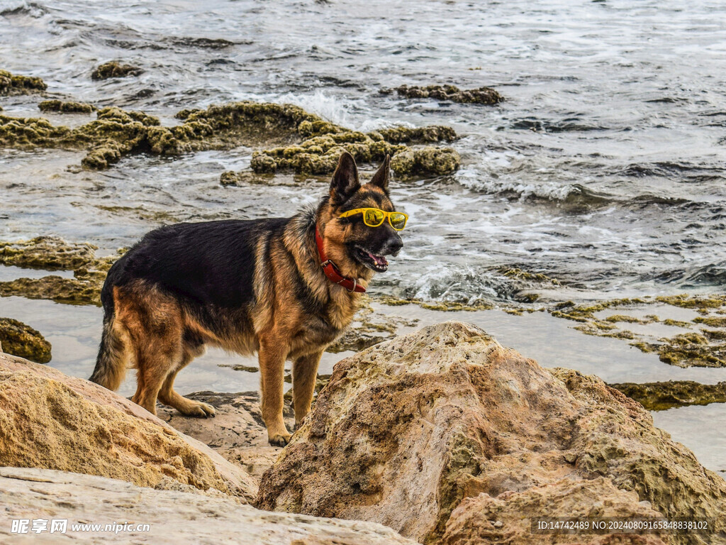 宠物狗