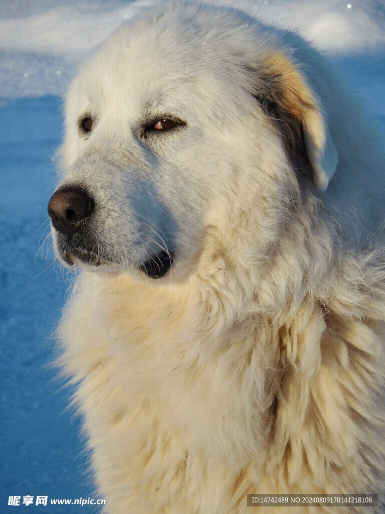 宠物狗