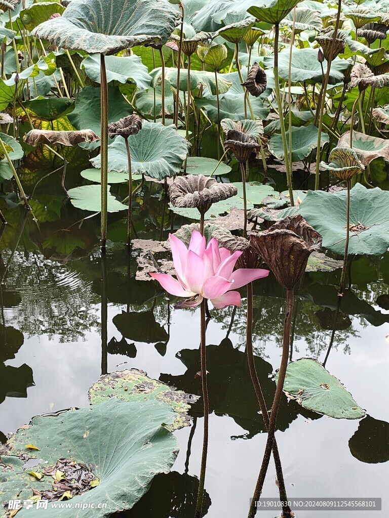 荷花
