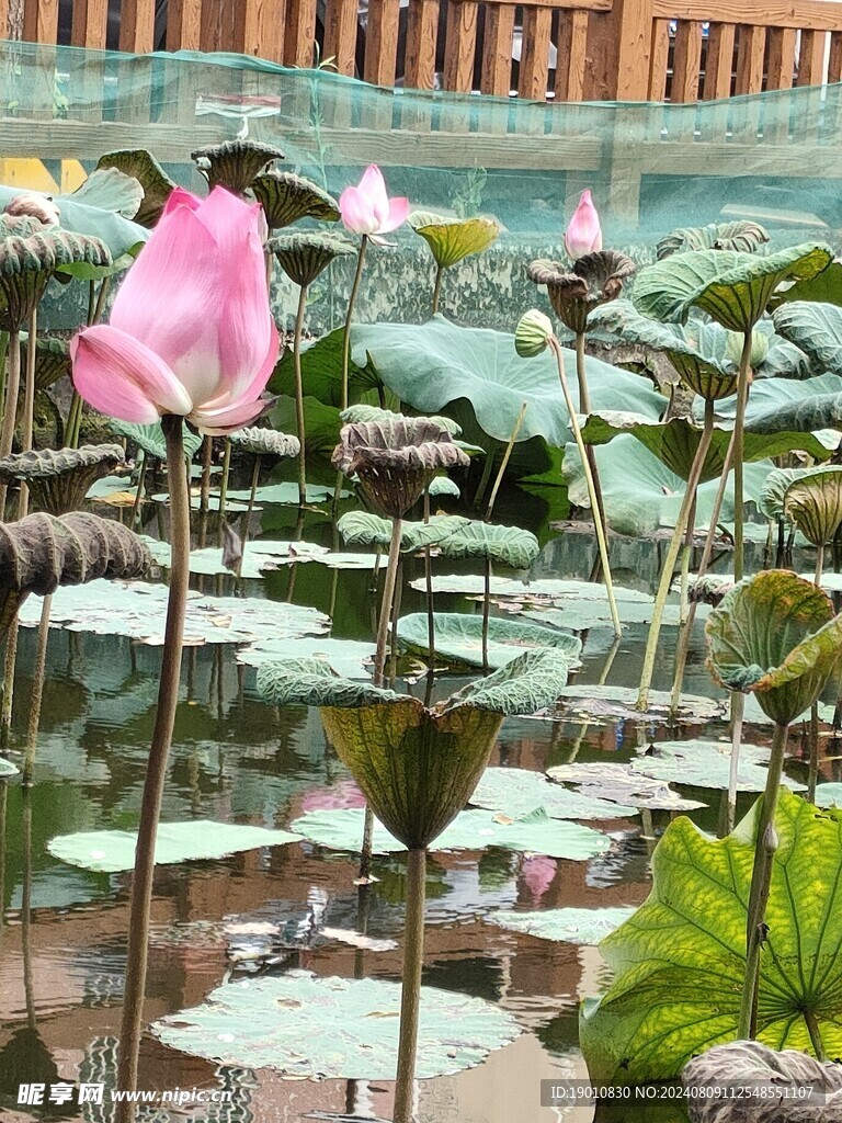 荷花