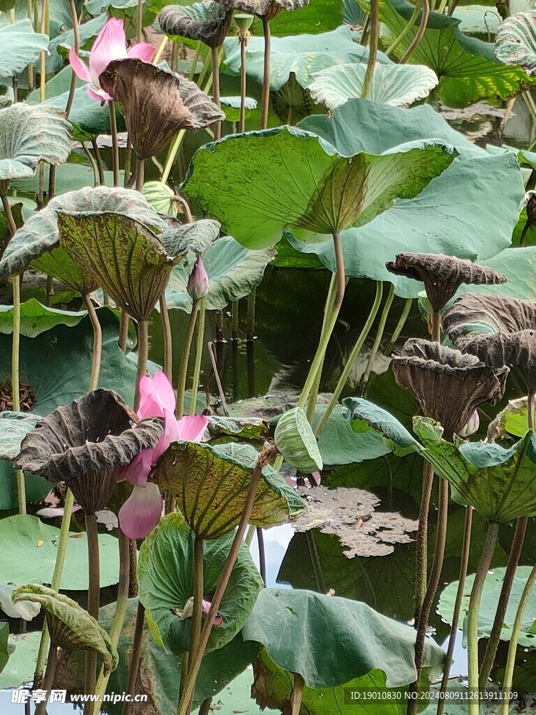 荷花