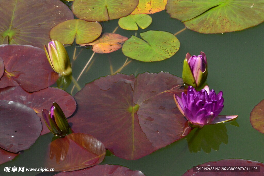 睡莲花 