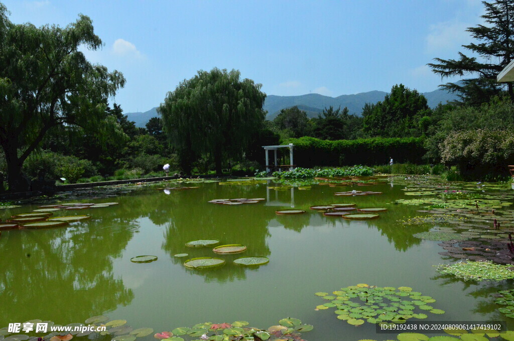 荷塘风景 