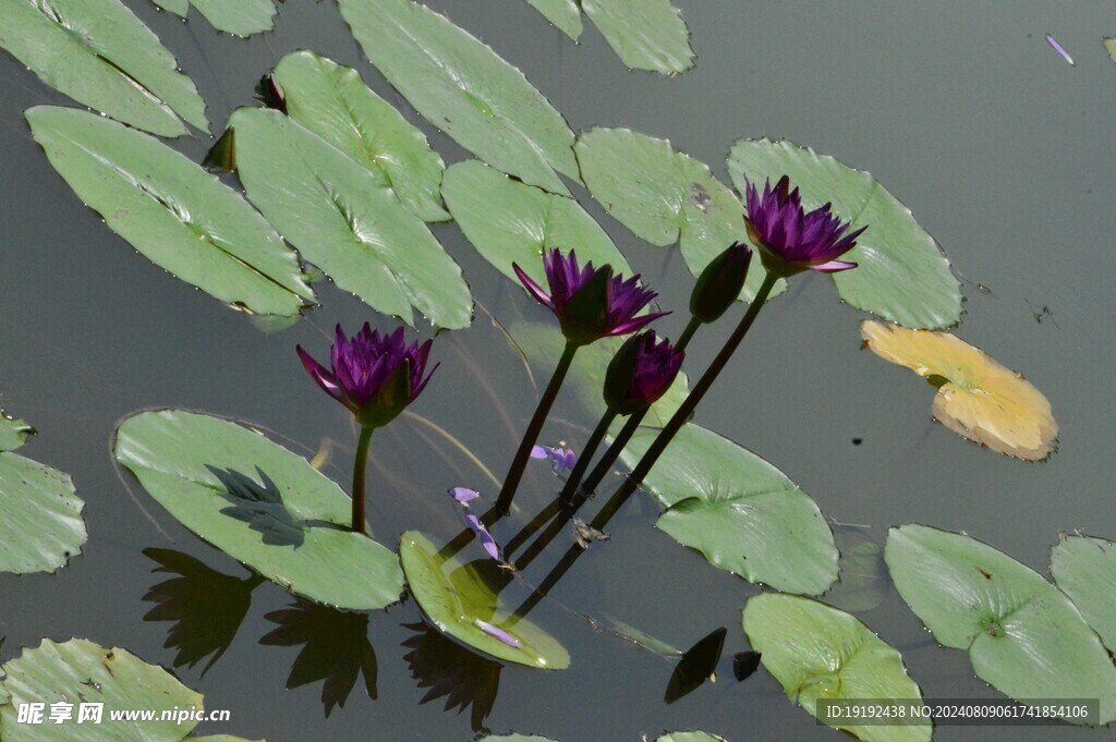 睡莲花 