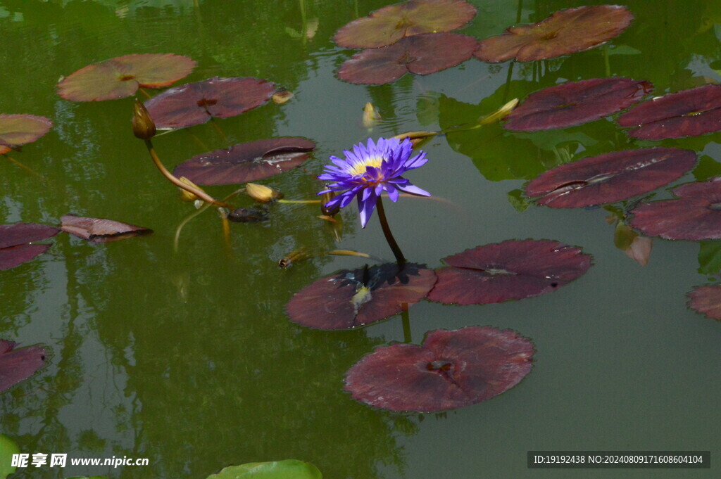睡莲花 