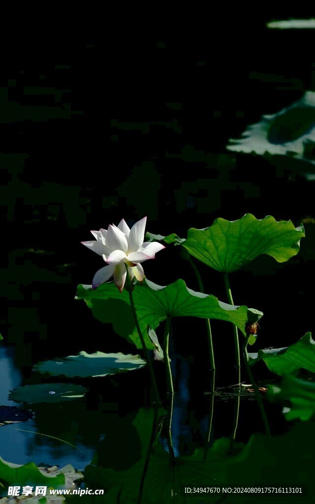 荷花