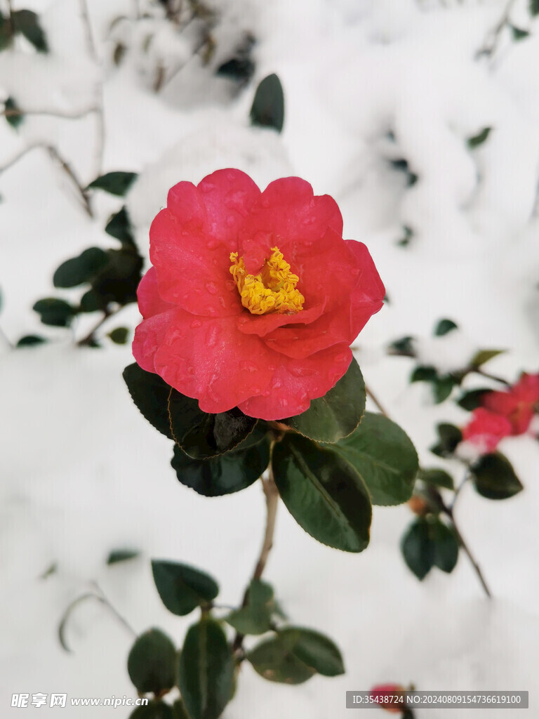 雪中的山茶花