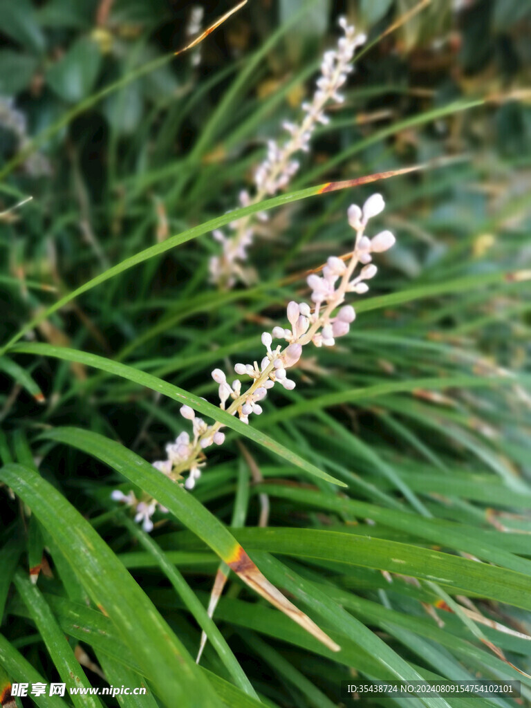 麦冬花