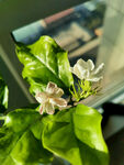 茉莉花