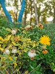 小野花