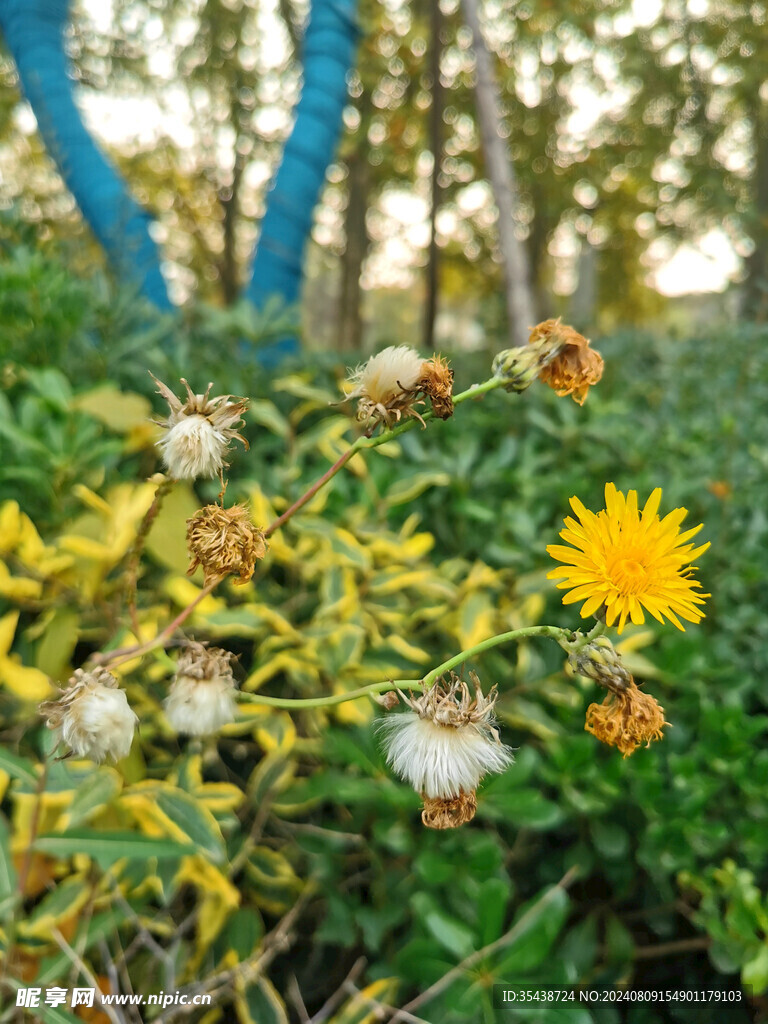 小野花