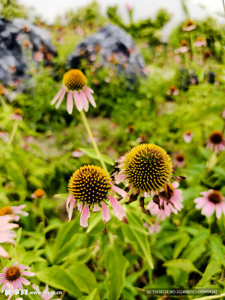 花蕊