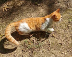 小黄猫
