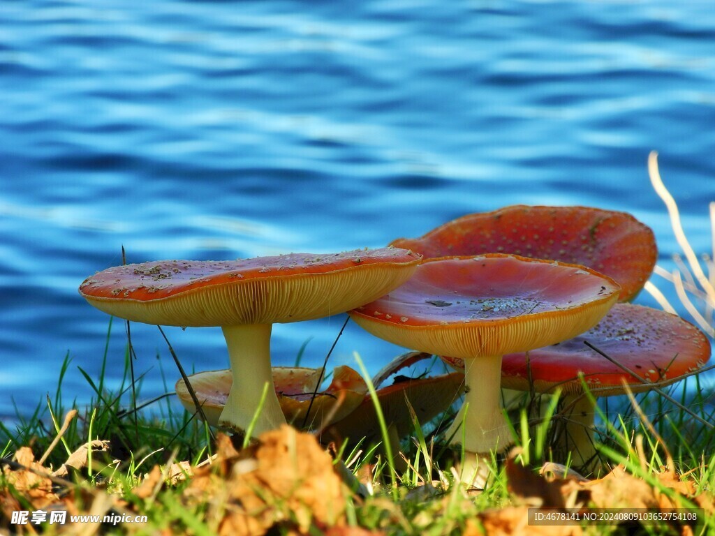 蘑菇