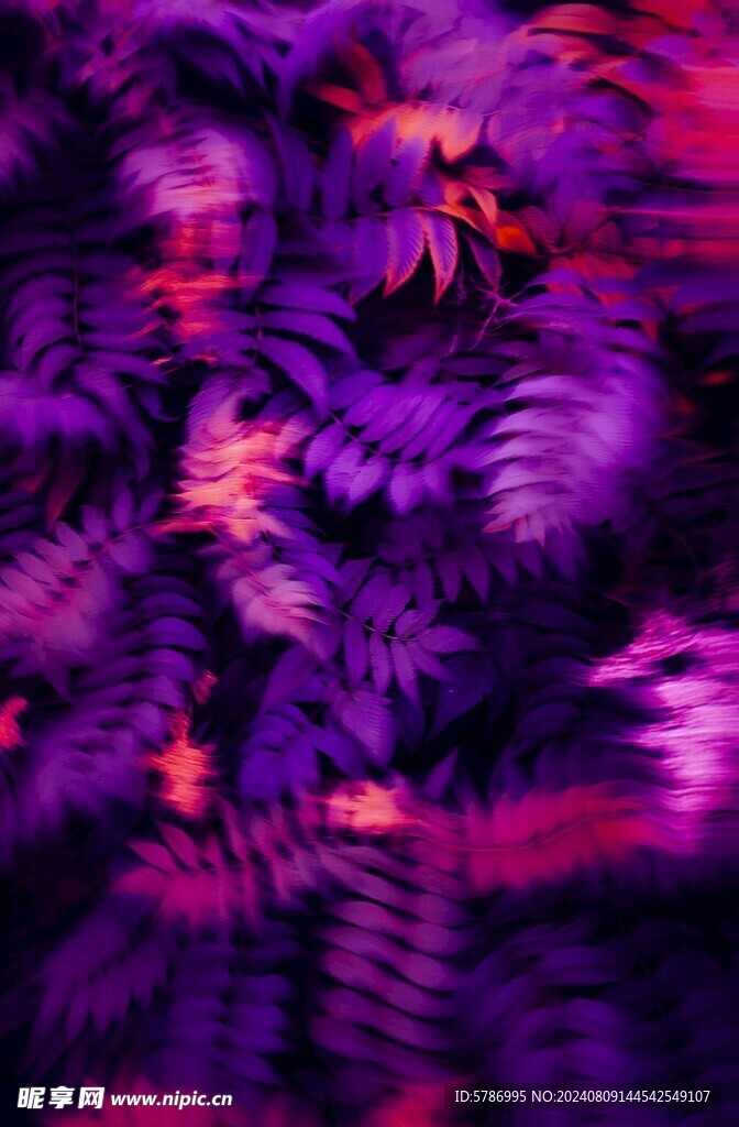 紫色树叶