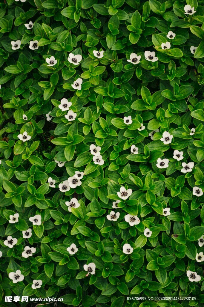 绿叶小白花