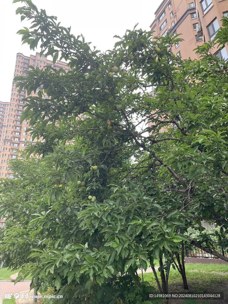 果树