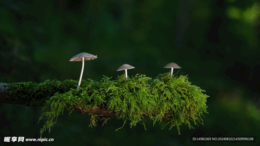 蘑菇苔藓森林蘑