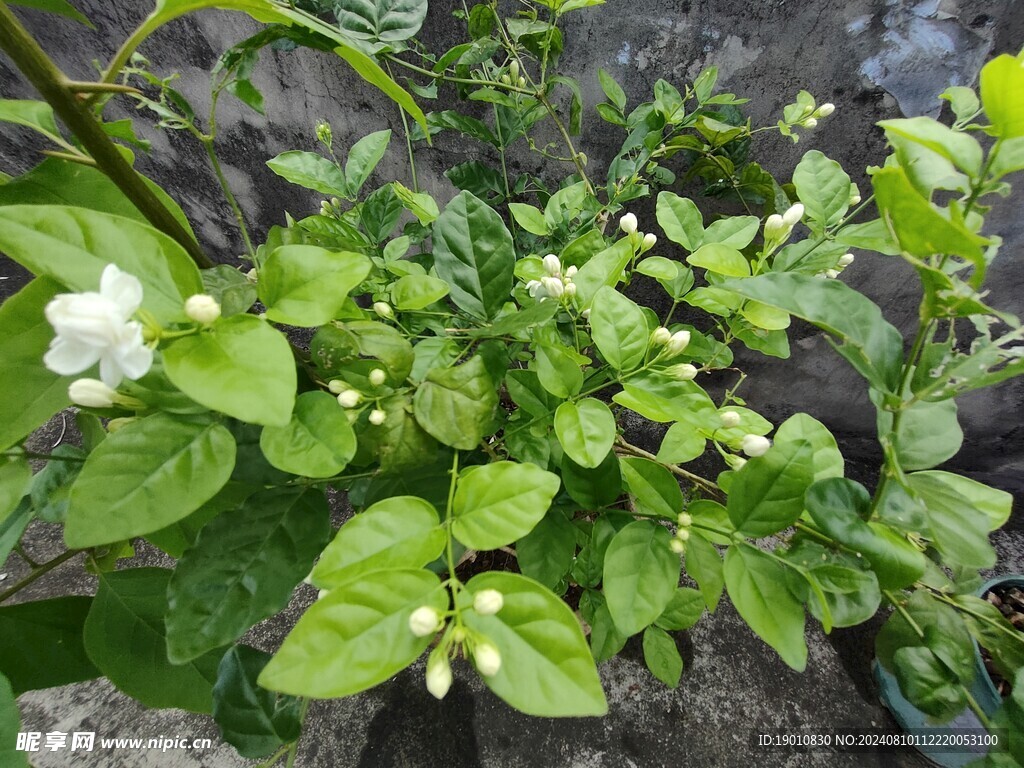 茉莉花