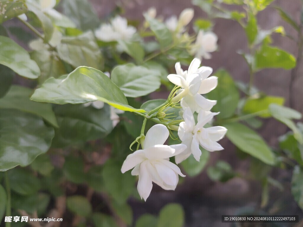 茉莉花