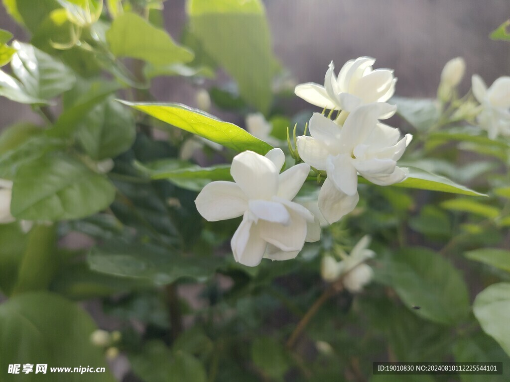 茉莉花