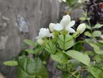茉莉花