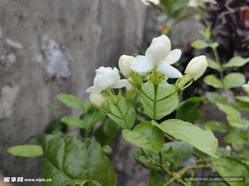 茉莉花