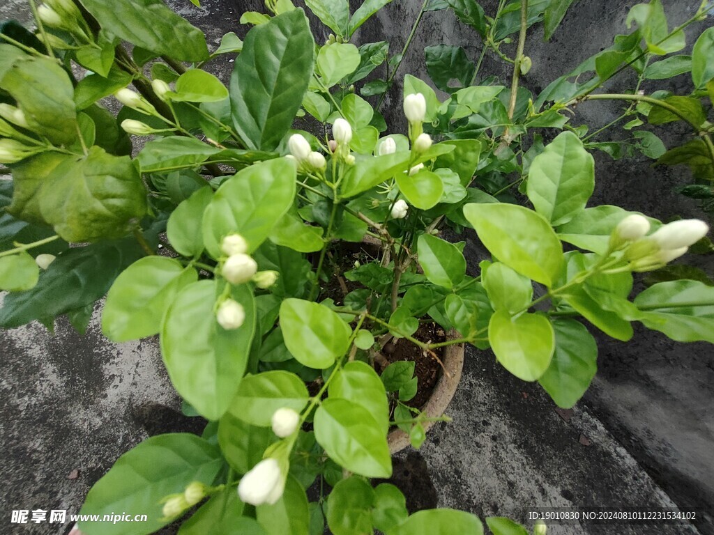 茉莉花