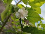 茉莉花