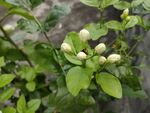 茉莉花