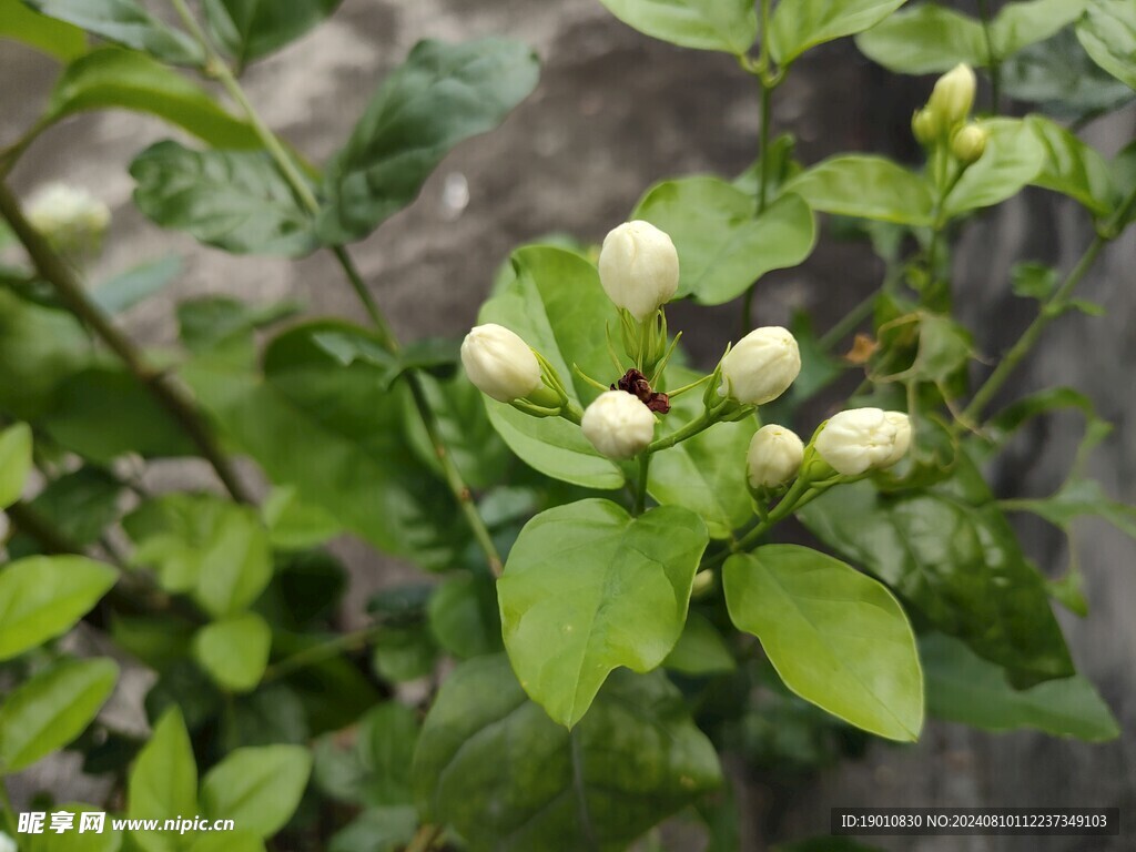 茉莉花