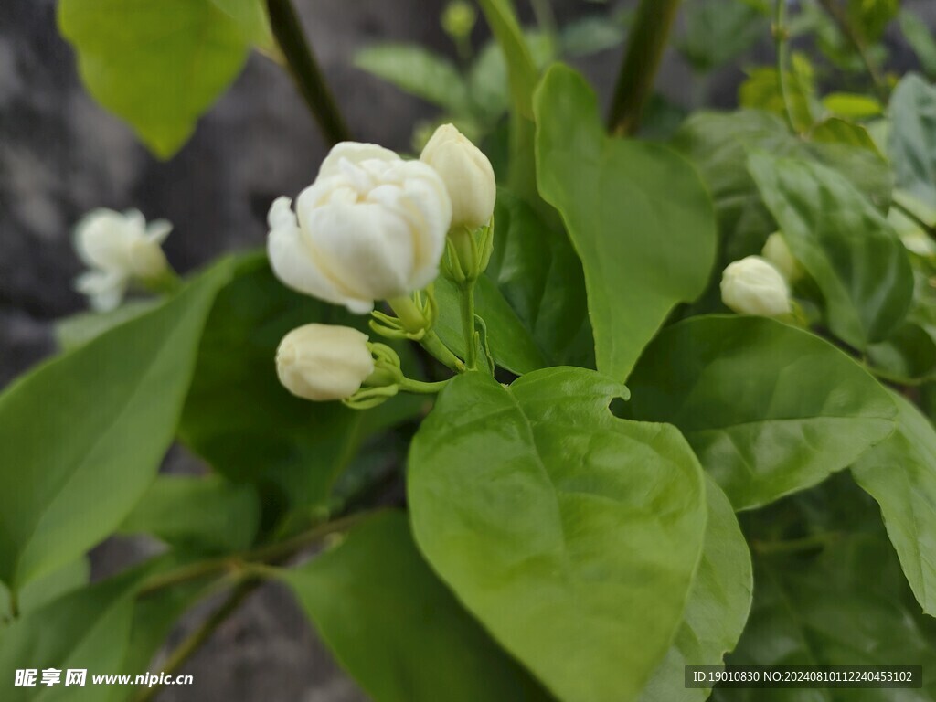 茉莉花